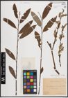 Foto von Salix caprea L. x Salix eleagnos Scop.